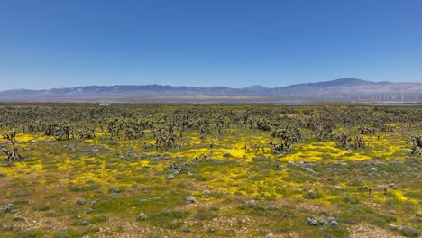 Árboles-De-Josué-Y-Flores-Silvestres-De-Primavera-En-El-Paisaje-Del-Desierto-De-Mojave---Sobrevuelo-Aéreo