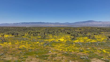 árboles de josué una primavera flores silvestres en el paisaje del desierto de mojave - sobrevuelo aéreo