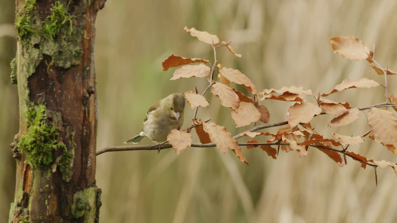 가을 에 가지 에 있는 암 핀치