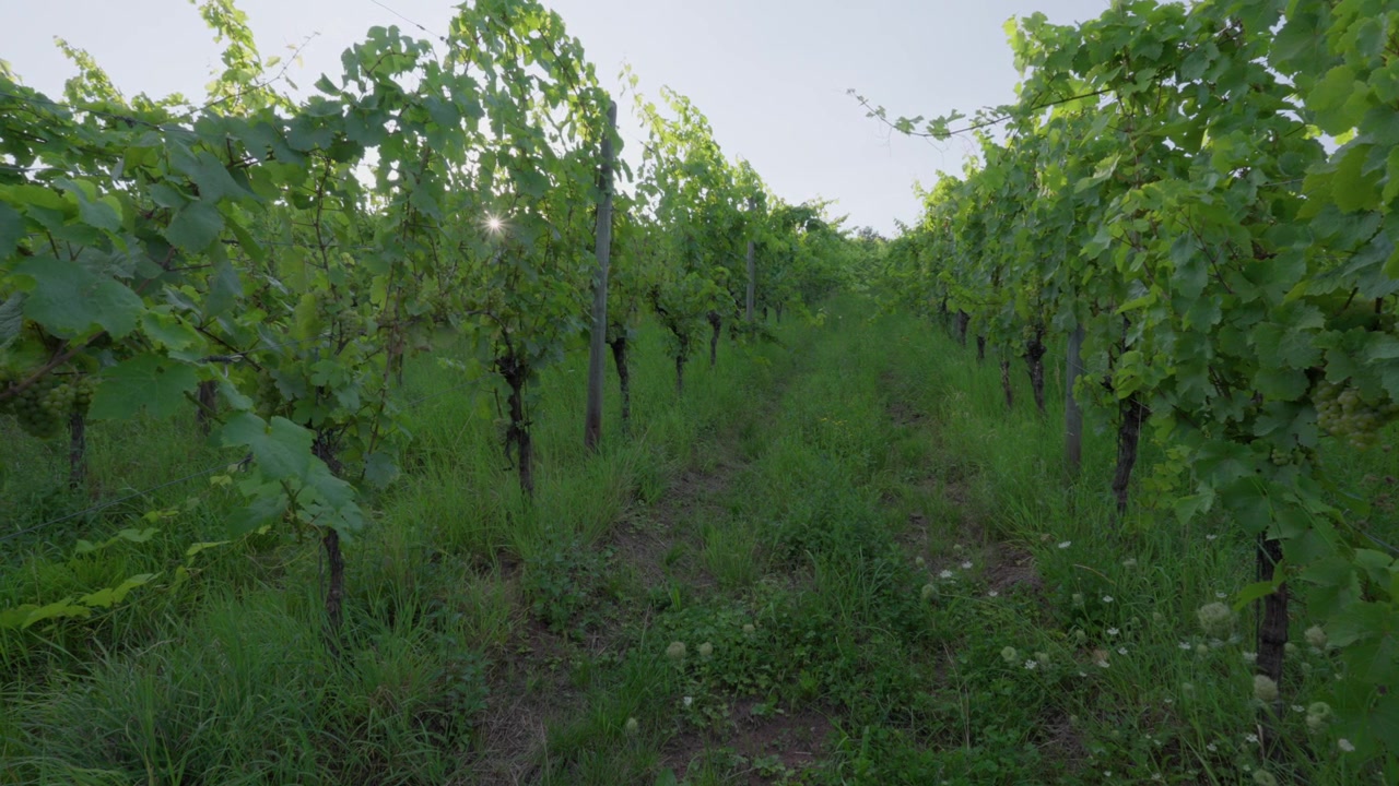 Rigogliosi vigneti verdi crescono sulle dolci colline della regione vinicola della Mosella in Francia.