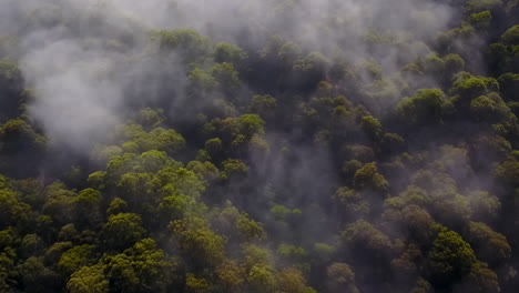 aéreo: volando sobre los árboles del bosque de montaña brumoso