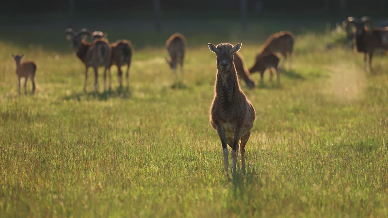 A female mouflon stands on the lush green pasture