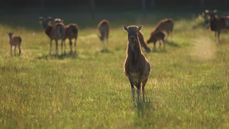 a female mouflon stands on the lush green pasture