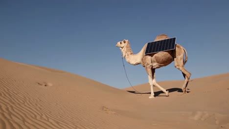 camel with solar panel in desert