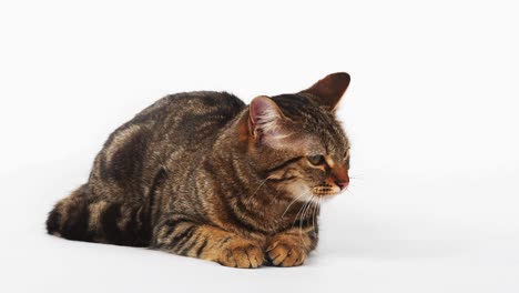 brown tabby domestic cat meowing on white background, real time 4k