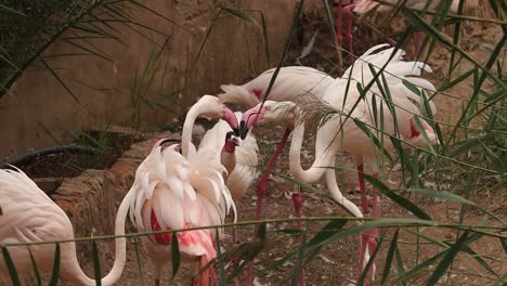 Flamingos-In-Einem-Zoo-Spielen-Miteinander