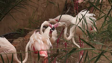 flamingos in a zoo playing with each other