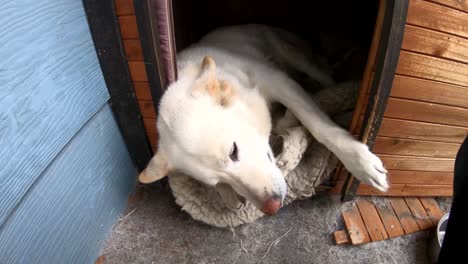 Glücklicher-Erwachsener-Husky-Hund,-Der-Gestreichelt-Wird,-Liegt-In-Seiner-Hundehütte