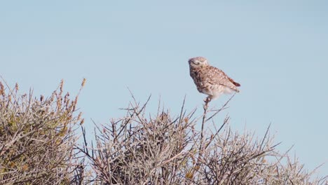 lechuza de madriguera sentada en la cima de un árbol, mirando alrededor, en patagonia-athene cunicularia-vista manual en cámara lenta