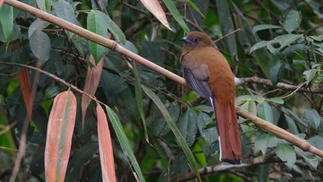 facing towards the left perched on a dry bamboo as the wind blows in the forest, red-headed trogon harpactes erythrocephalus, female, thailand