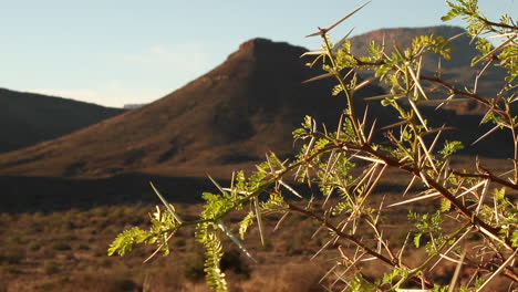 árbol-De-Espinas-Karoo,-Espina-Del-Diablo