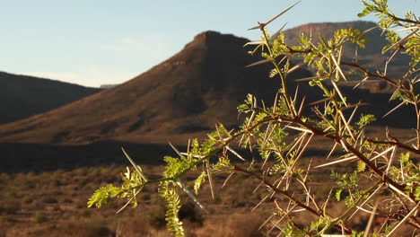 árbol de espina karoo, espina del diablo