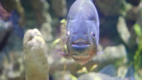 close-up of a pacu in an aquarium