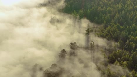 nubes bajas que se mezclan con bosques siempre verdes en un día soleado