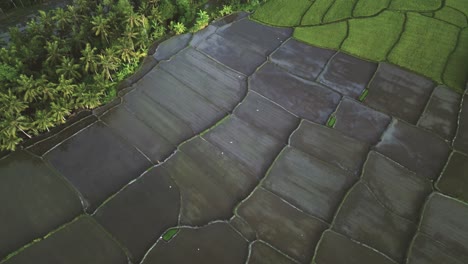 Antena-Mirando-Hacia-Abajo-De-Arrozales-Rodeados-De-Cocoteros-Con-Pájaros-Volando-Sobre-Ellos-En-Ubud,-Bali---Indonesia