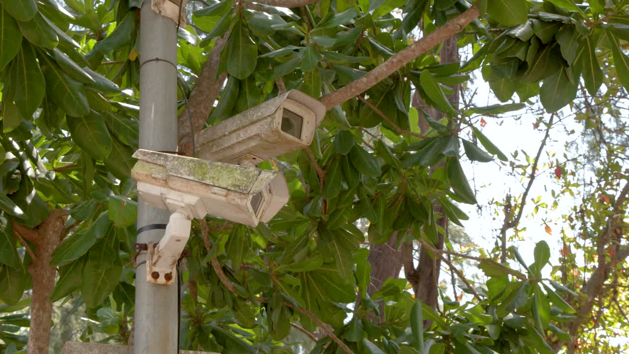 Vecchie telecamere di sicurezza monitorano un ambiente tropicale da un palo di metallo circondato da foglie verdi.