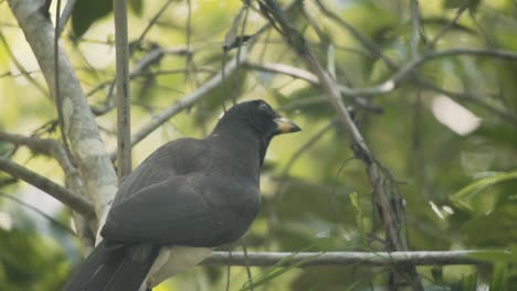 Schwarzer-Vogel-Sitzt-Auf-Ast-Und-Fliegt-Im-Wald-Davon