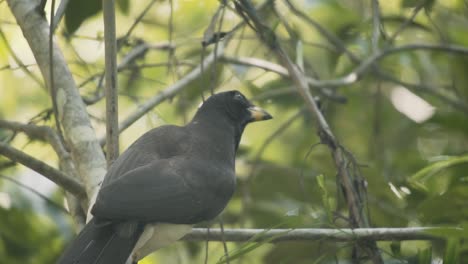 黑鳥坐在樹枝上飛走在森林中