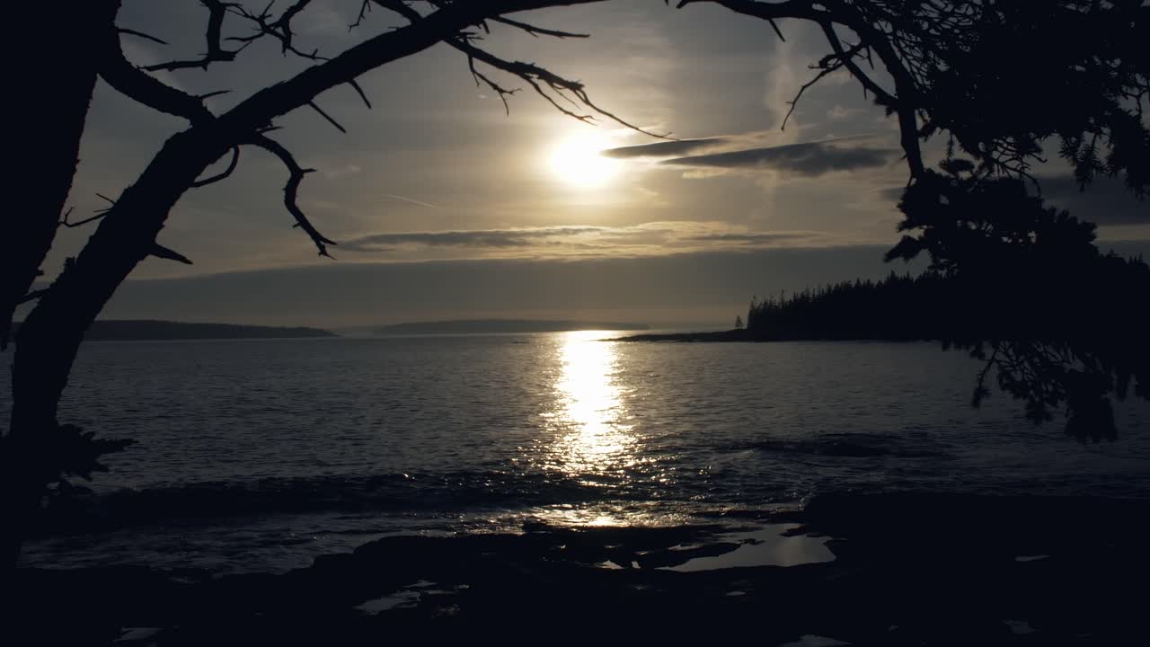 나뭇가지 60fps 아래에서 본 메인 선셋 베이