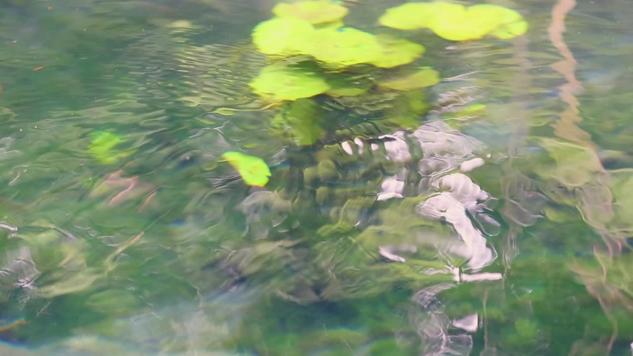 Close-up view of green leaves floating on rippling water, creating a serene and natural scene.