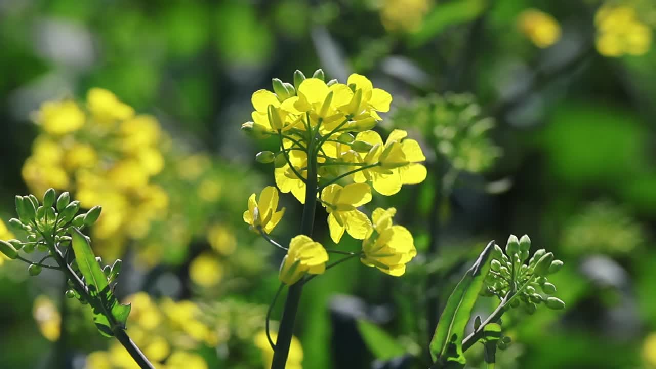 Canola plants flowering with bright yellow blossoms against a green background