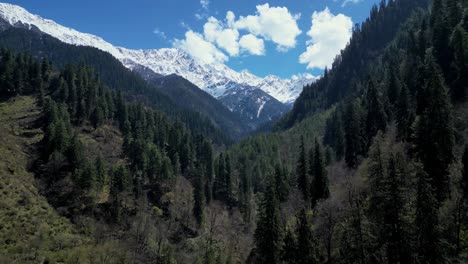 aerial-view-of-a-beautiful-landscape-of-Indian-Himalayas---Pine-tree-forest-with-snowy-mountain---India,-Himachal-Pradesh