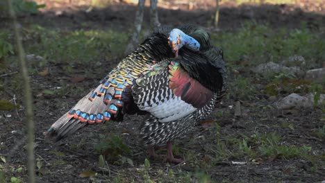 imágenes detalladas de primer plano de un pavo ocelado en petén, guatemala, mostrando vibrantes patrones de plumas y comportamiento de aseo en un hábitat natural de la selva