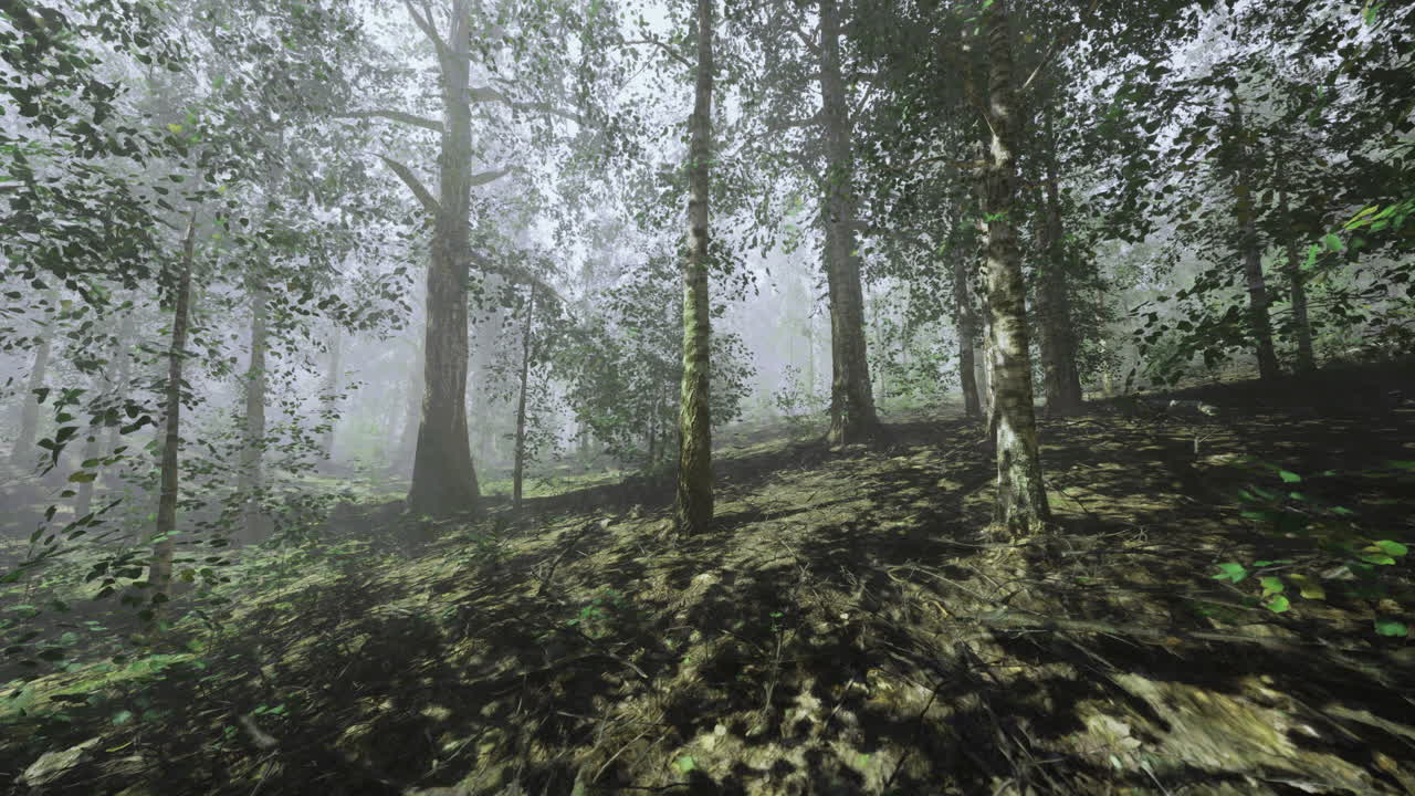 Paesaggio nebbioso di una foresta con alberi alti e la luce soffusa del sole che filtra attraverso