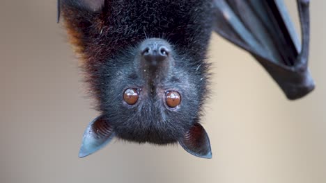 pteropus vampyrus colgando pacíficamente boca abajo y mirando a la cámara