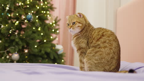 ginger scottish fold cat by christmas tree on bed