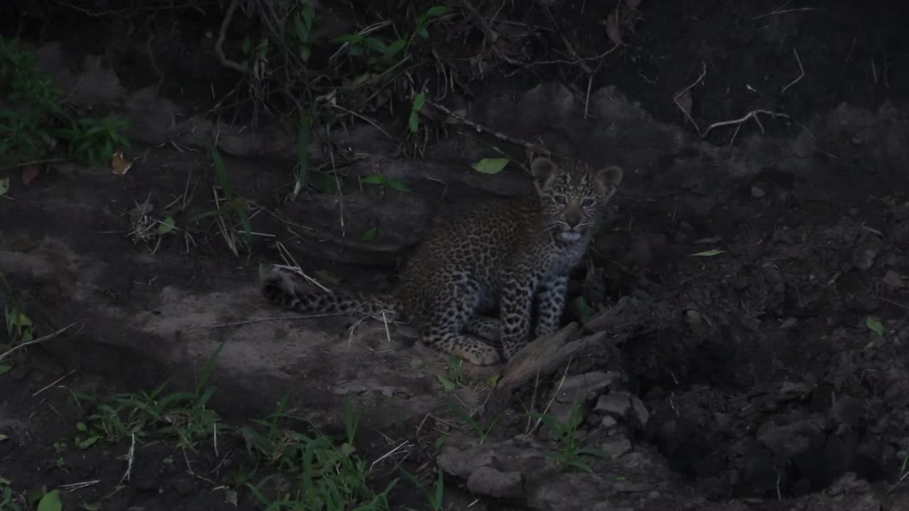 pequeño y lindo cachorro de leopardo de tres meses se sienta en la ruta del árbol, se rasca