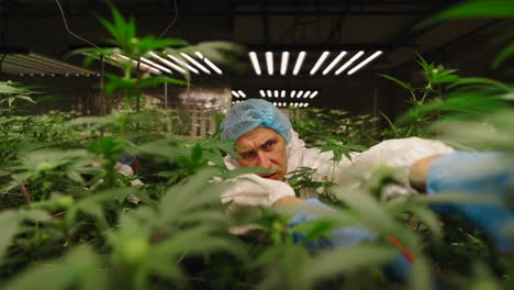 cannabis grower in indoor farm