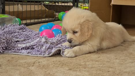 Joven-Cachorro-Golden-Retriever-Masticando-Juguetonamente-Un-Trapo-Morado-En-El-Suelo