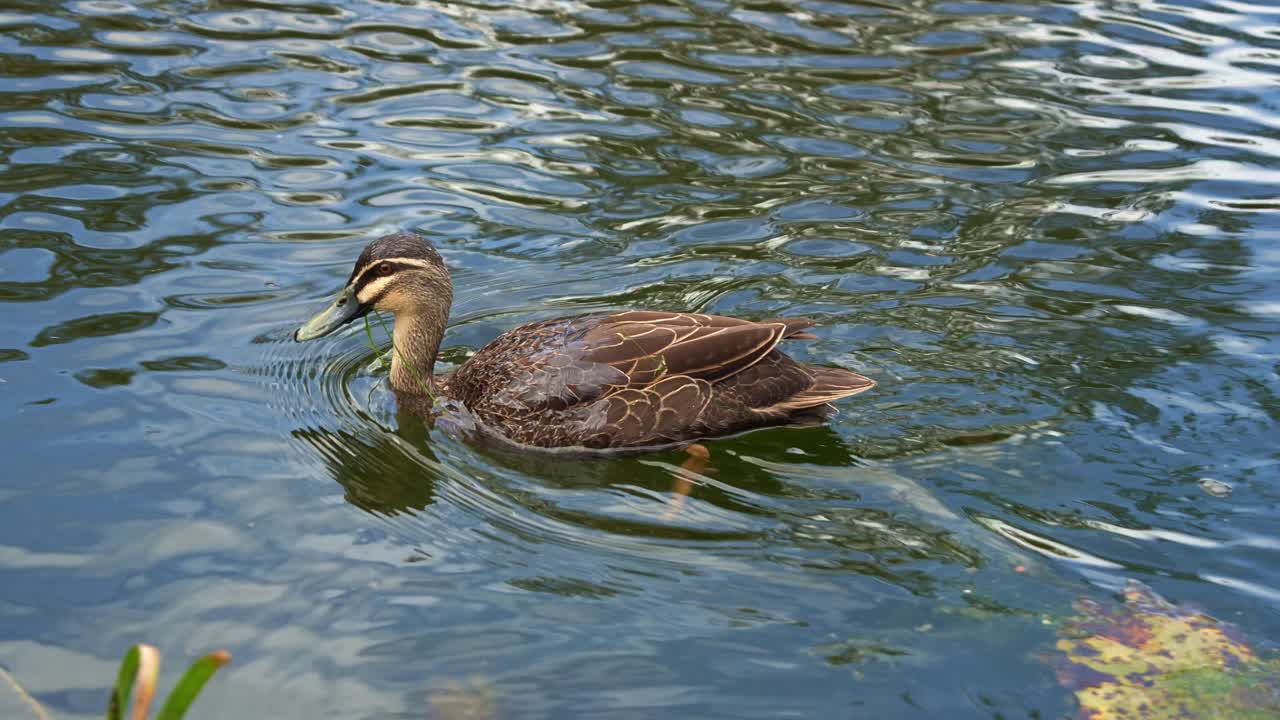 Primo piano di un'anatra nera del Pacifico che nuota attraverso il lago, in cerca di vegetazione acquatica in un ambiente di zone umide