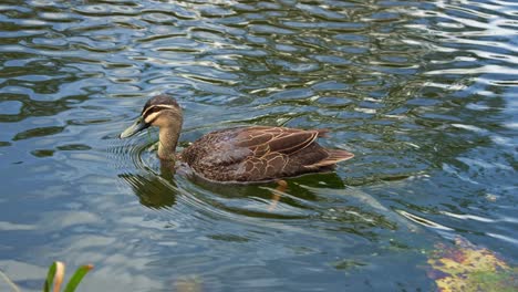 fotografía de cerca de un pato negro del pacífico nadando a través del lago, en busca de vegetación acuática en un entorno de humedales