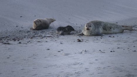 newborn harbor seal pup and mom post partum