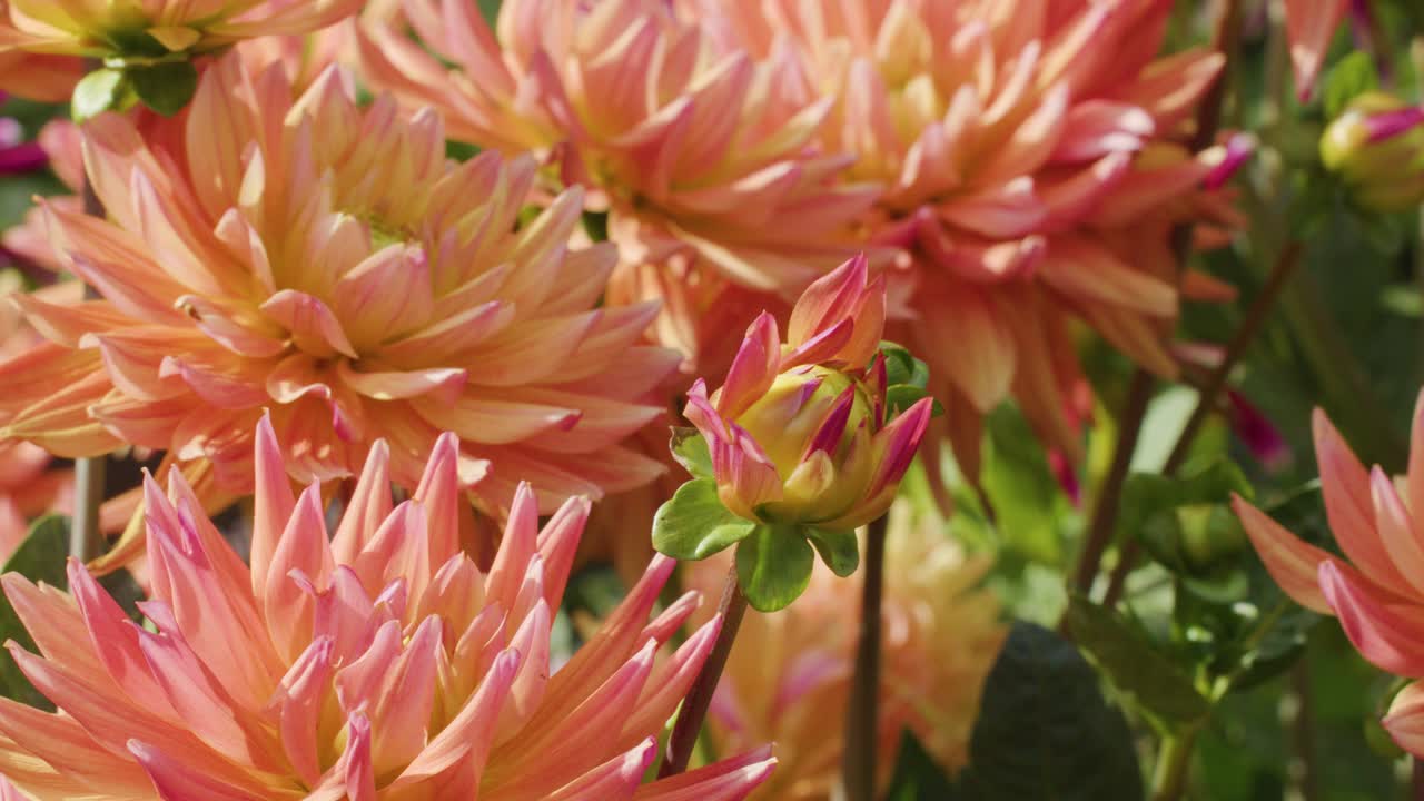 Orange dahlias gently move in sunlight, close-up view, shallow depth of field, natural garden