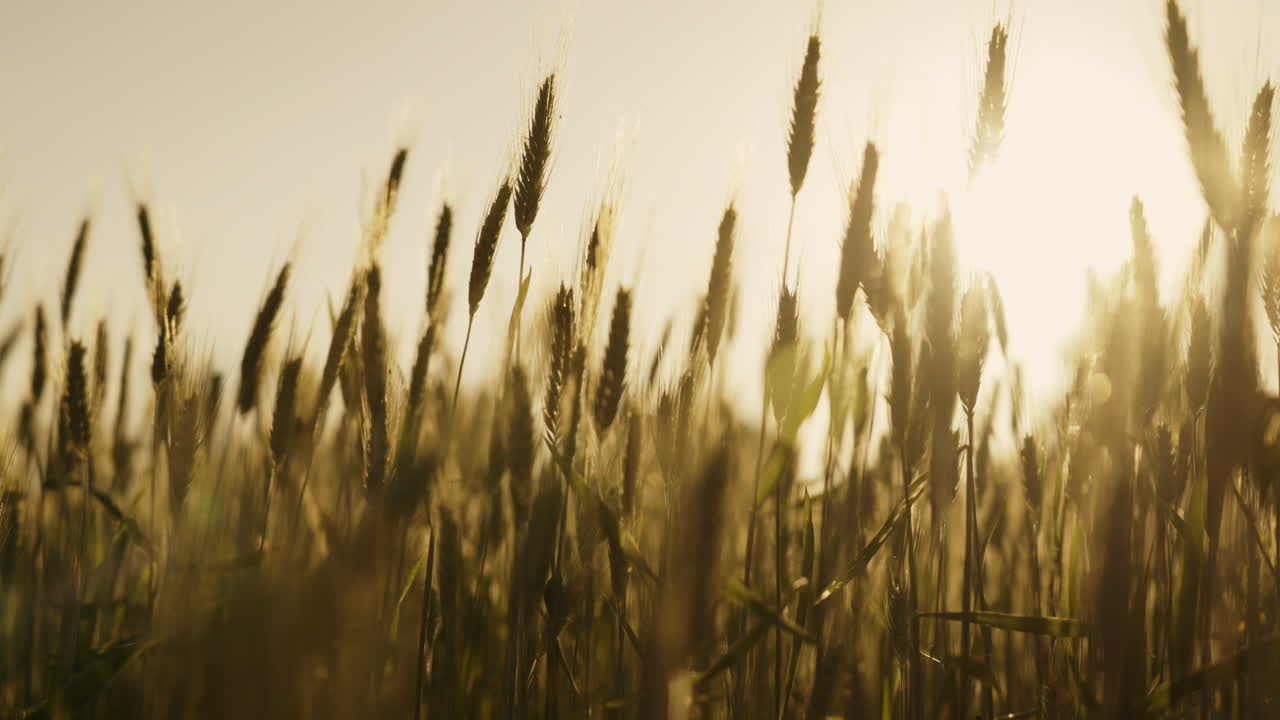 Gylden hvedemark ved solnedgang
