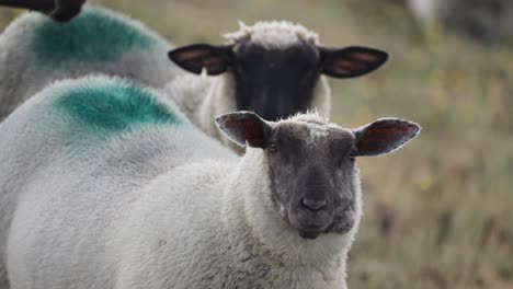 a close-up shot of the white wooly sheep with black faces grazing on the meadow