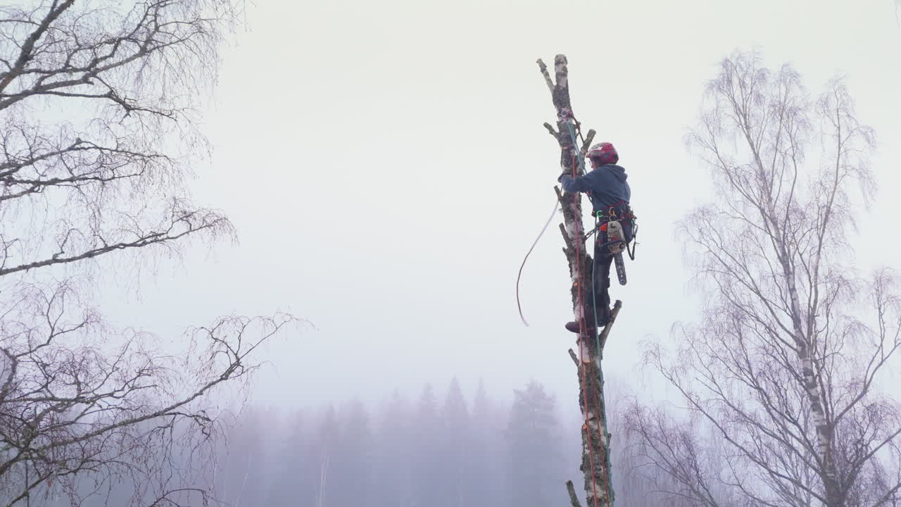 Female tree surgeon dismantling birch tree using rope work, overcast weather