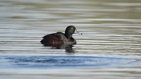 male new zealand scaup aka black teal dives underwater in slow motion