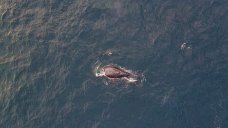 aerial view of humpback whale blowing water in bondi beach