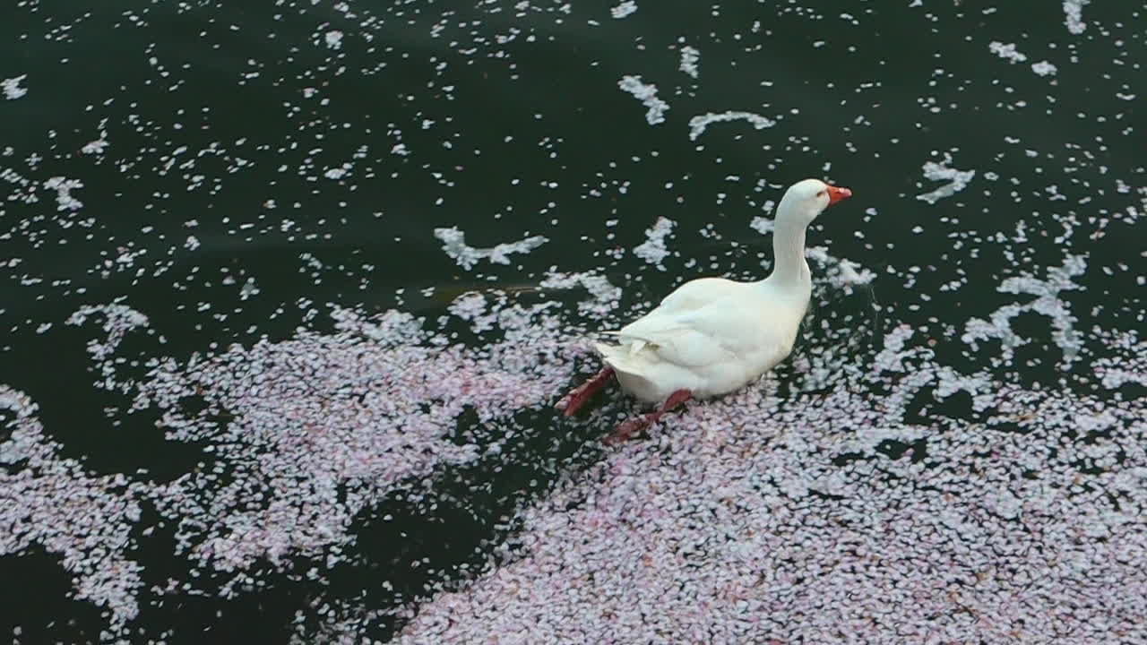 ganso blanco nadando en un lago lleno de pétalos de flores de cerezo en el lago seokchon, seúl, corea del sur