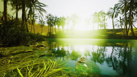 golden sunlight reflecting on tranquil water amidst lush palm trees