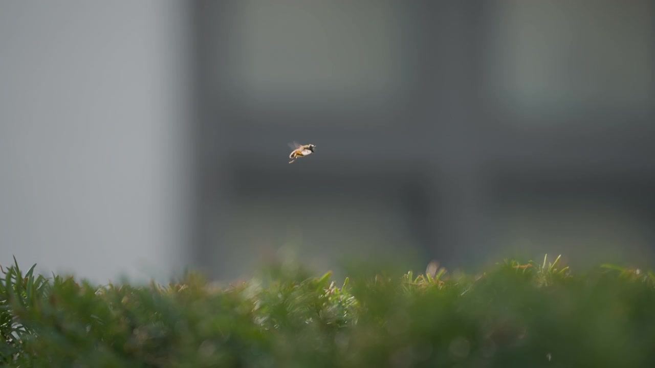 緑の葉が下に見え、背景がぼやけた中で空中にホバリングするミツバチのスローモーションクローズアップショット。雰囲気のある照明、素晴らしい映像、ダイナミックな動き、滑らかなモーション。