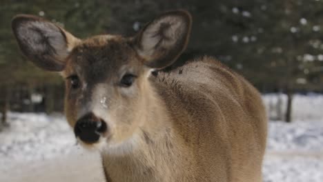 whitetail-deer-approaches-camera-in-and-out-of-focus