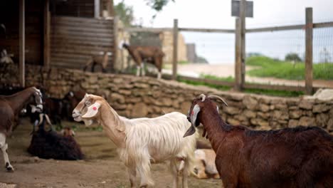 goats in a farm in the countryside