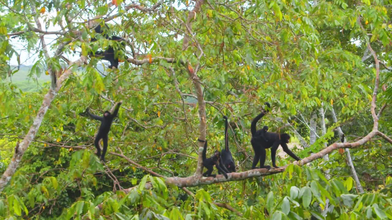 A playful troupe of black spider monkeys with babies leaps joyfully through Peru’s Amazon rainforest canopy.