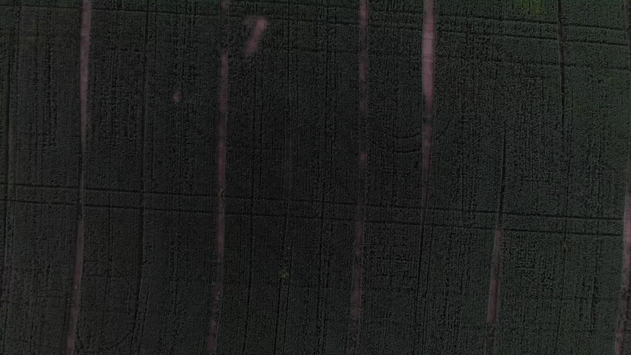 campo de trigo verde este de washington