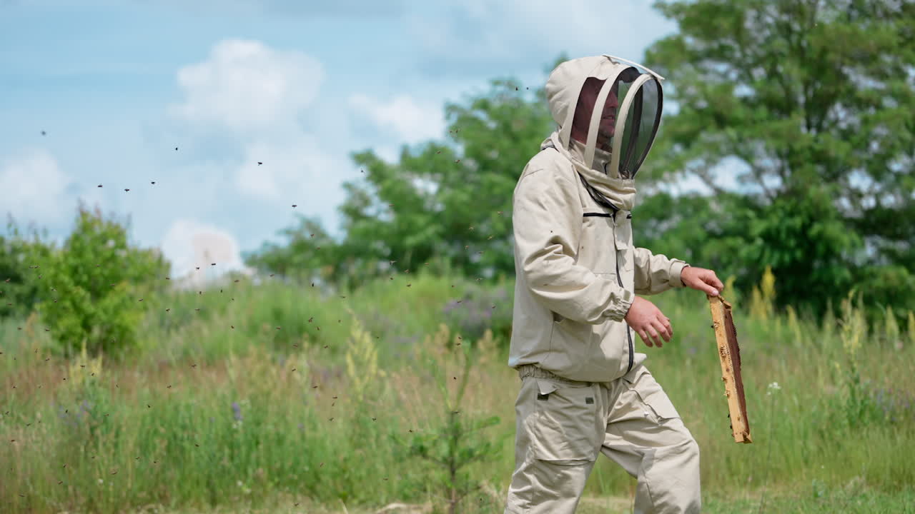 Outfitted apiculturist holds a frame coated with bees. Farmer shakes off the insects and goes away, bees following him. Man puts the frame into a wooden hive.